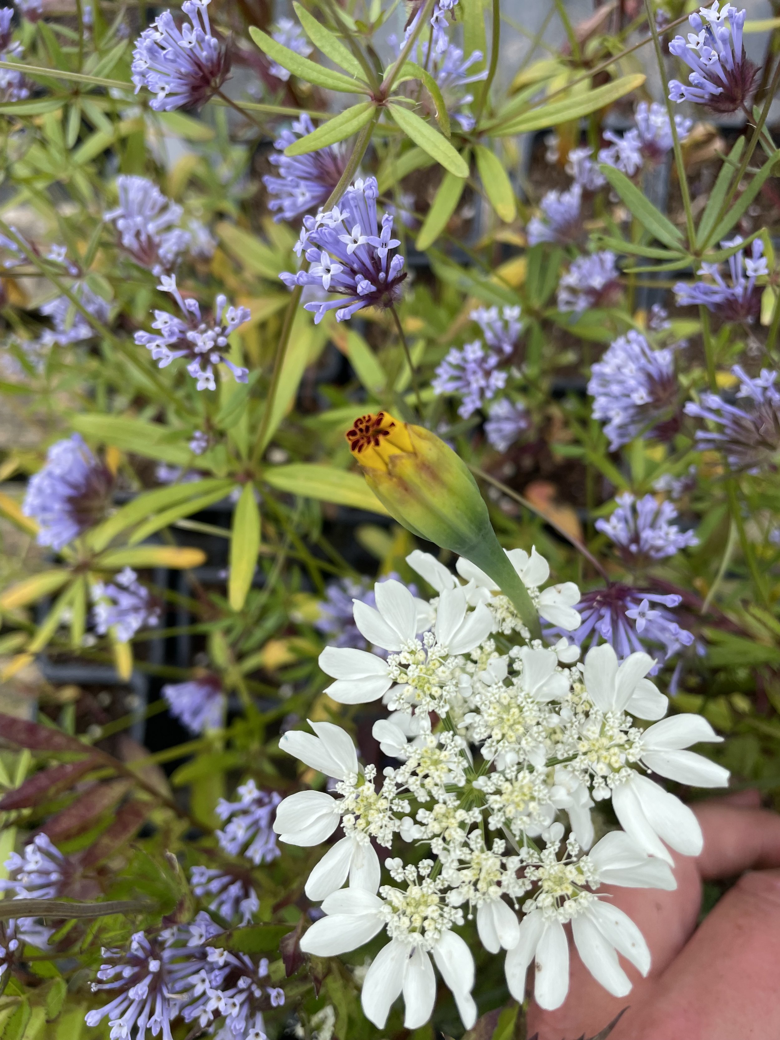 IMG_6804.jpeg
