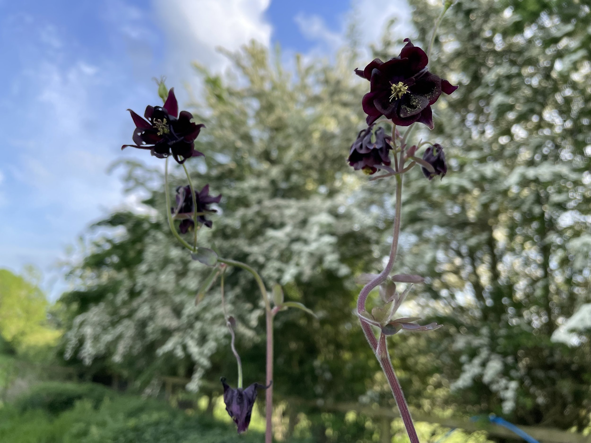 IMG_6507.jpeg