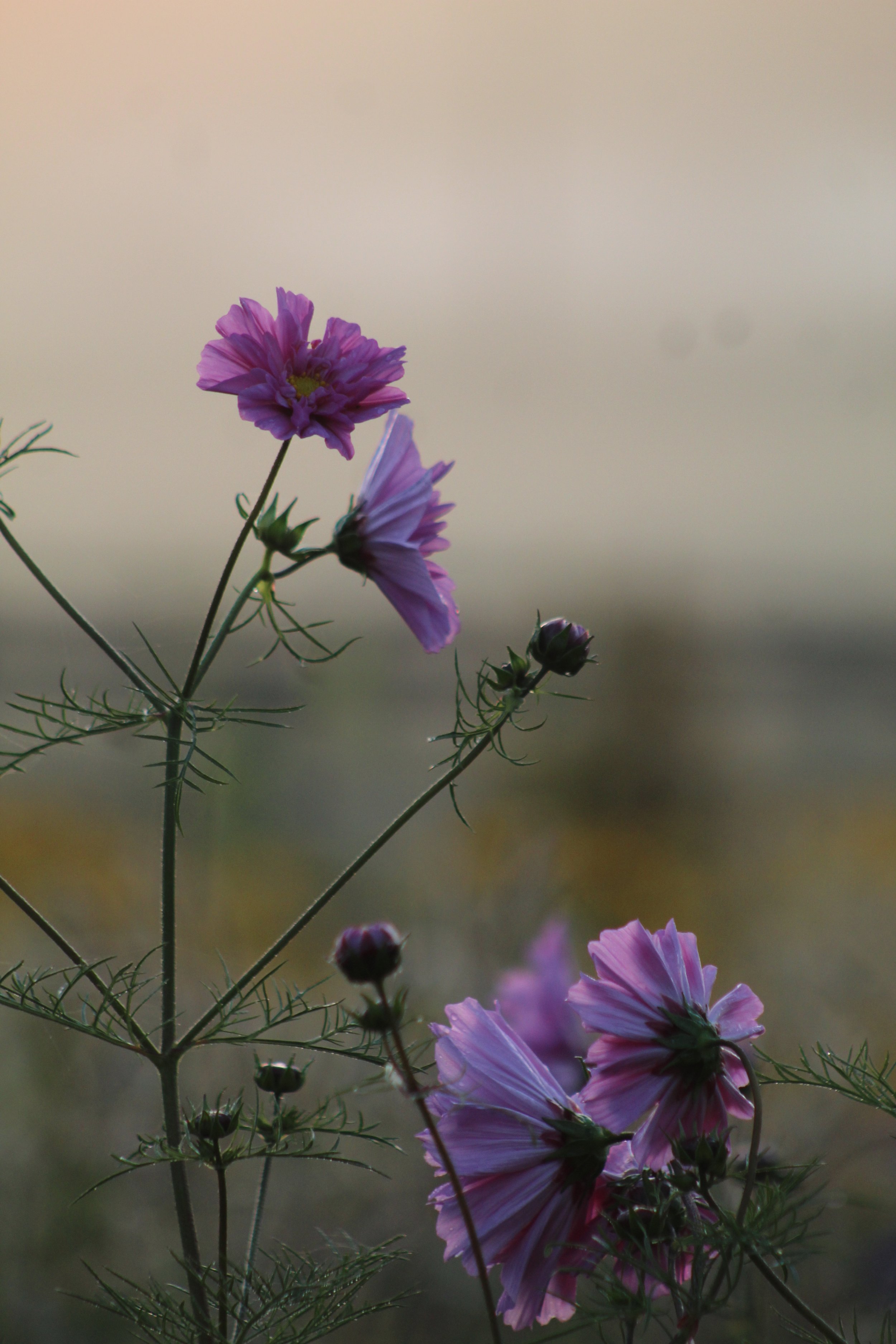 cosmos double click rose.jpeg