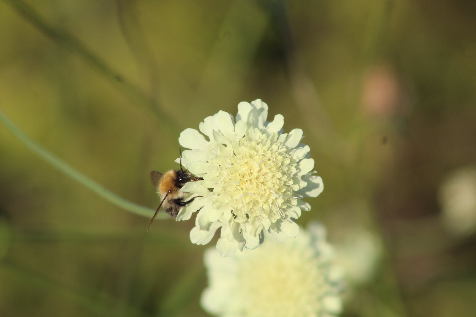 IMG_0013.jpeg