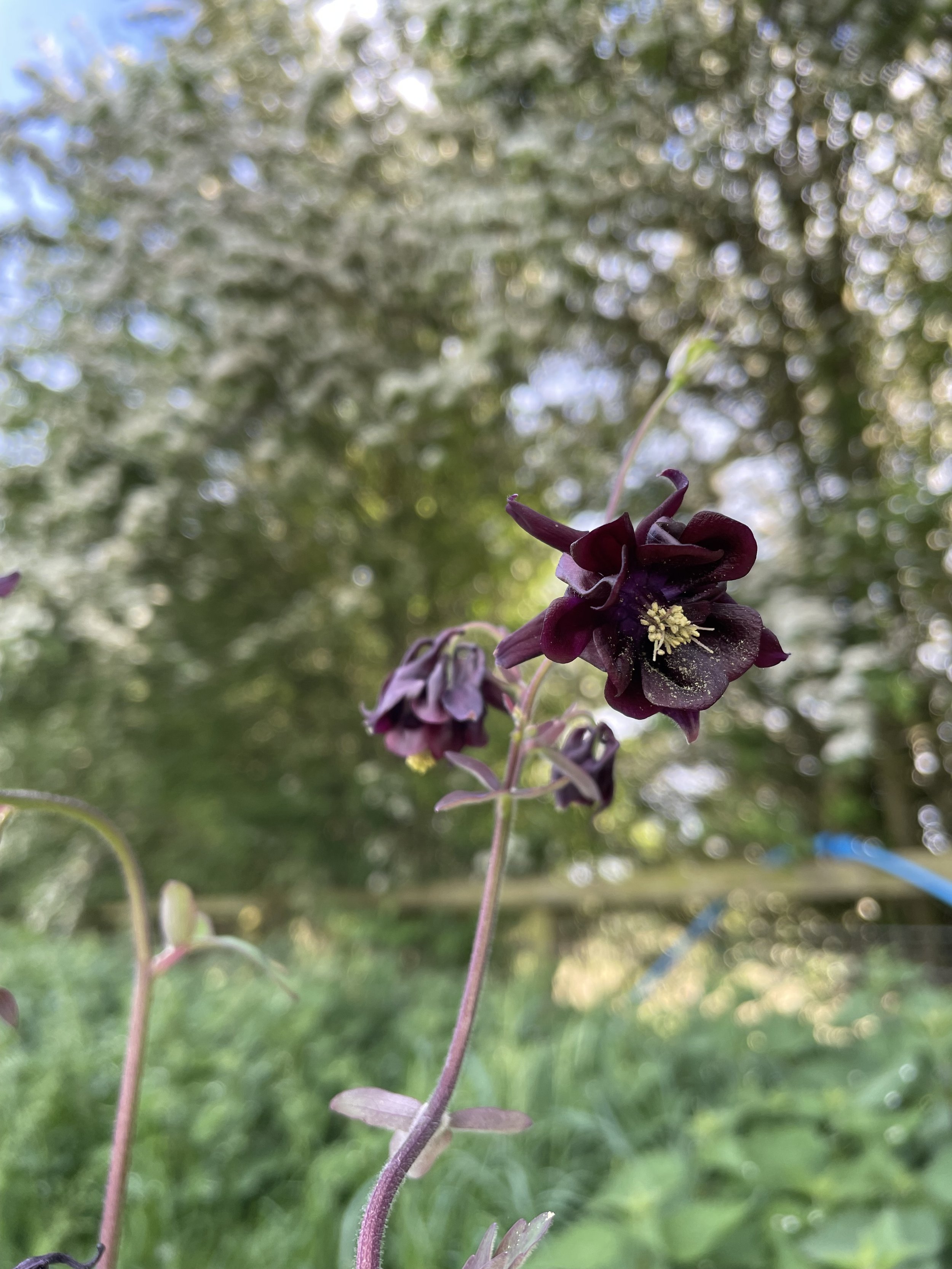 IMG_6508.jpeg