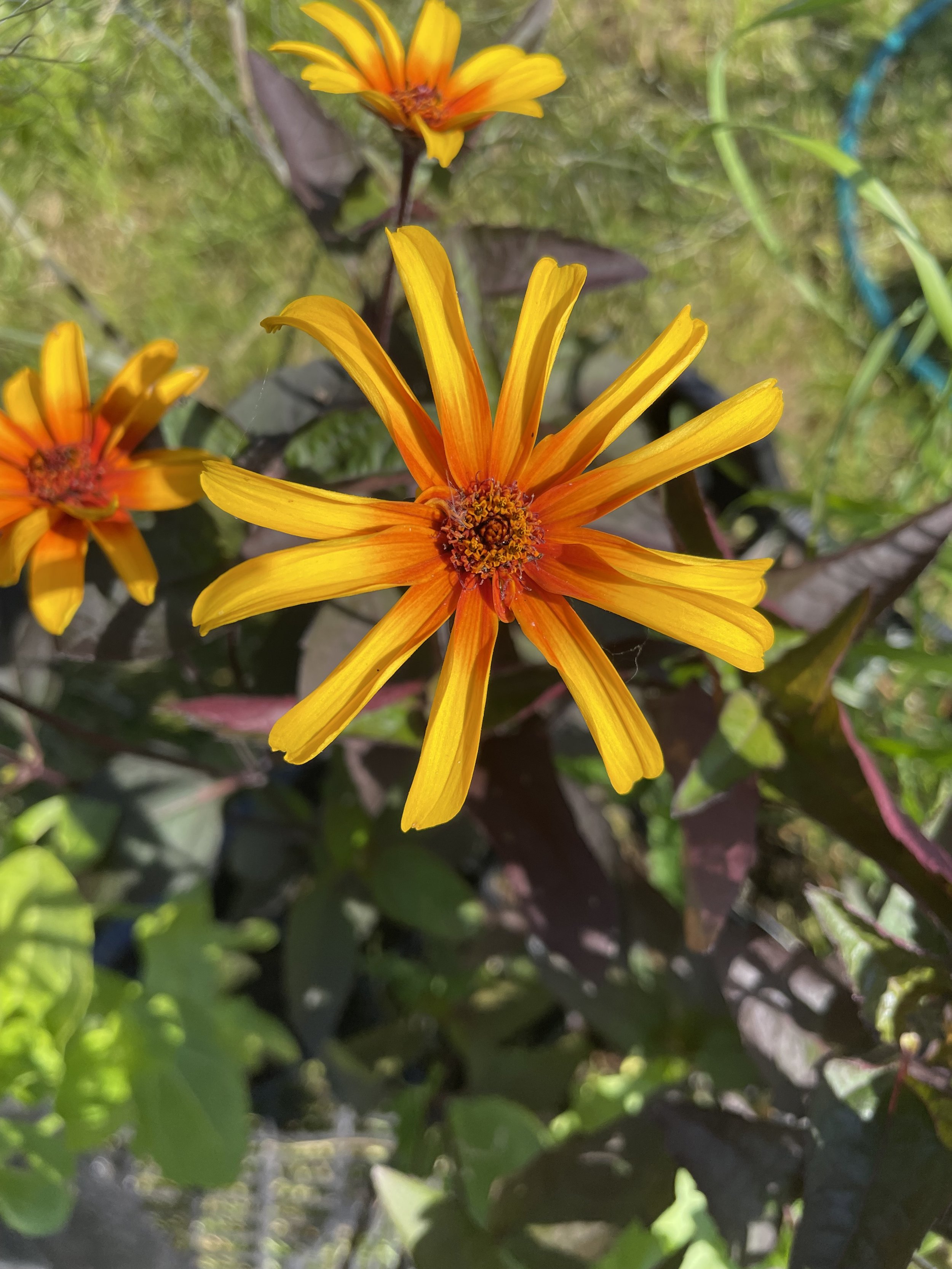 IMG_7186.jpeg