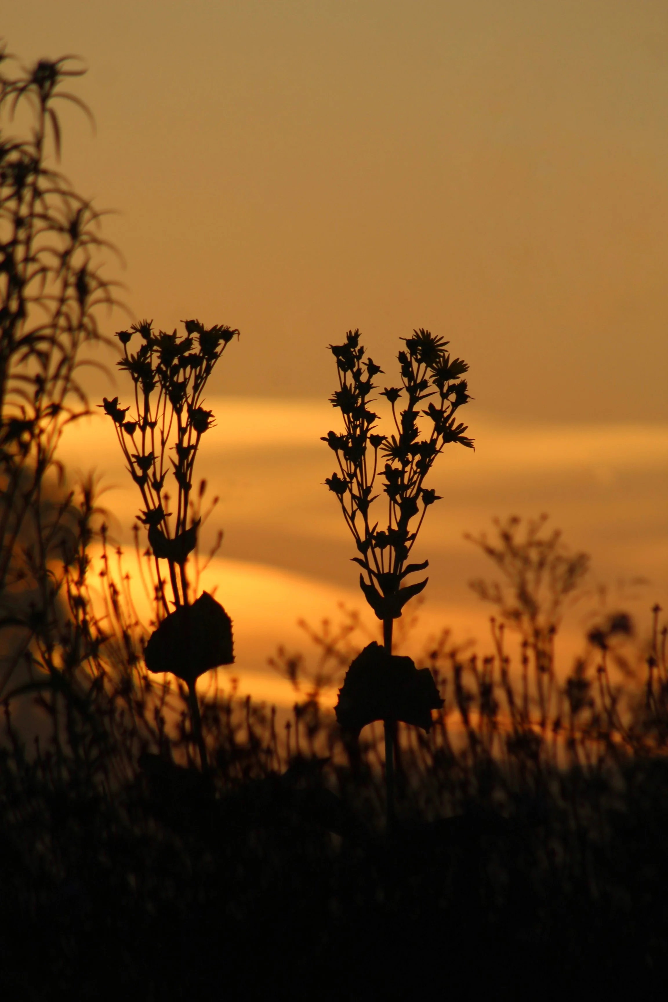 silphium perfoliatum.jpeg