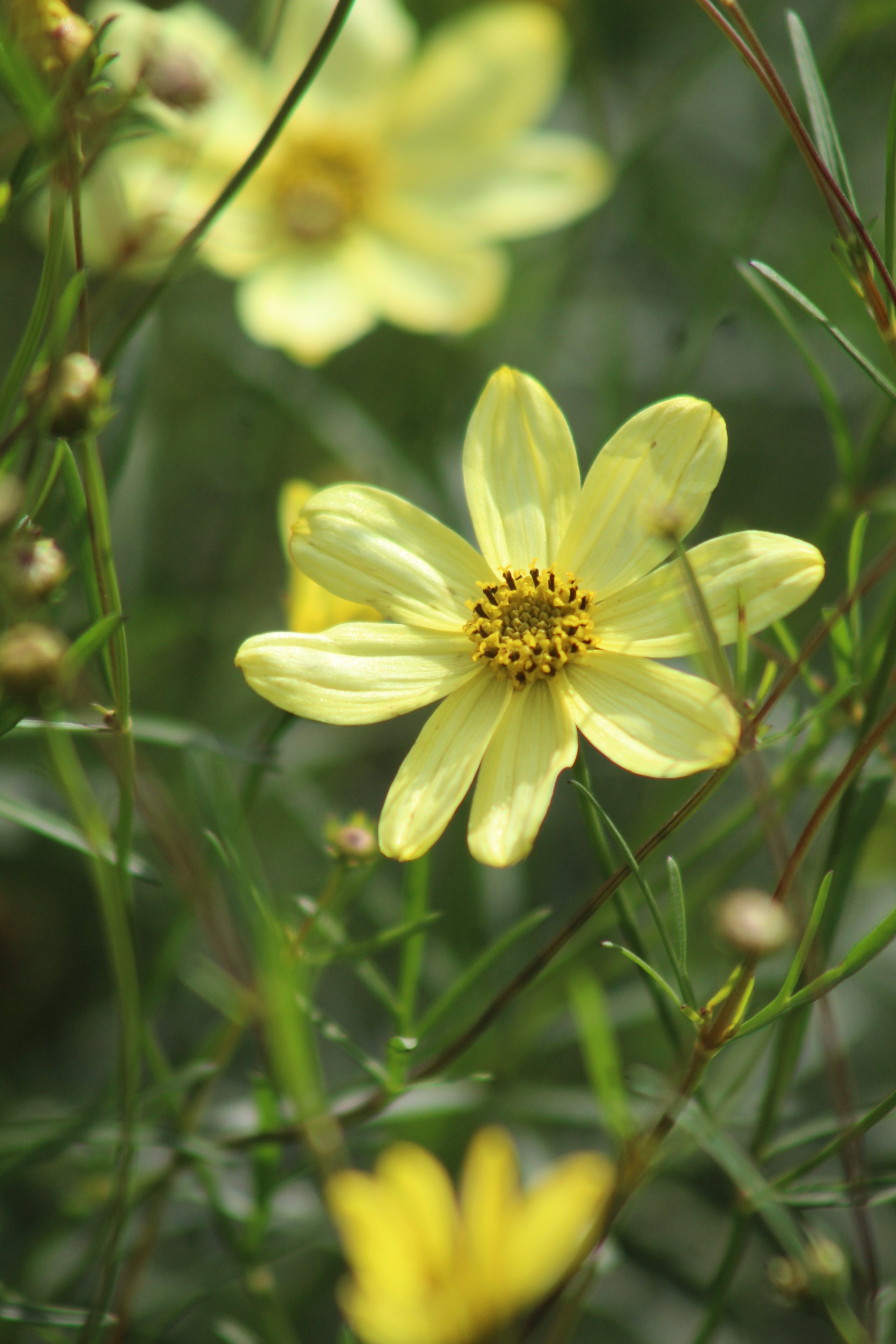 coreopsis moonbeam.jpeg