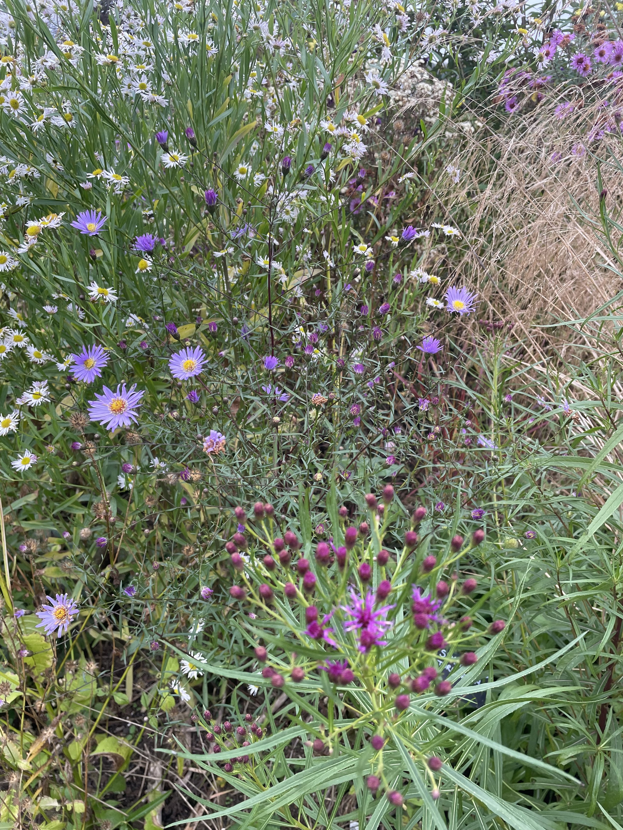IMG_8081.jpeg