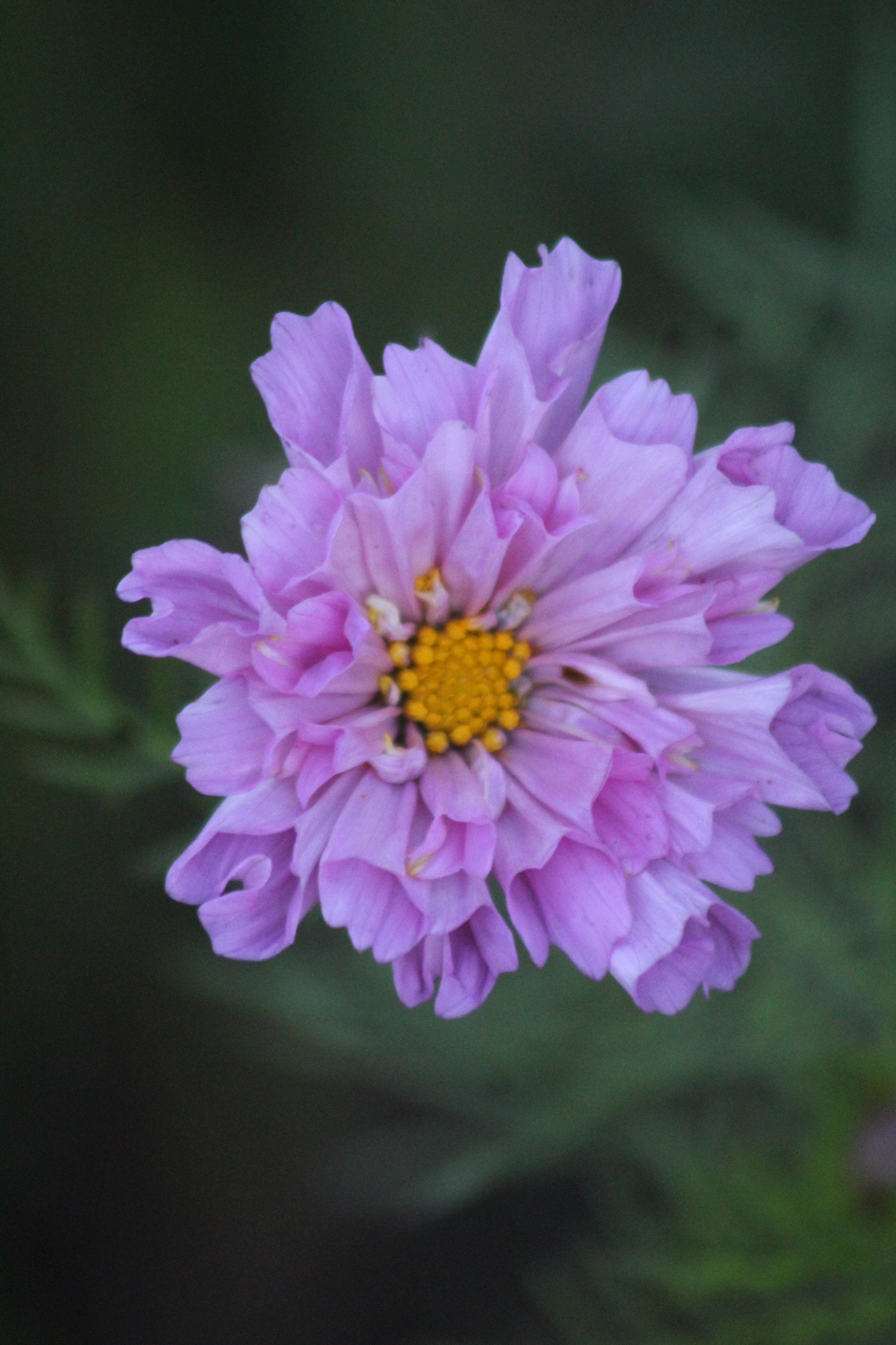 cosmos pink.jpeg