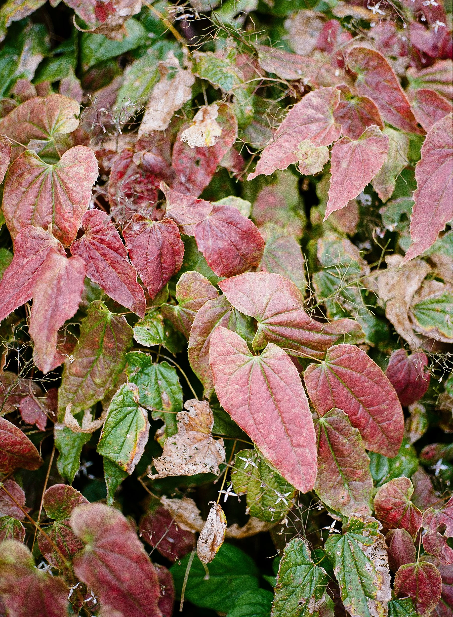 image-5.jpg