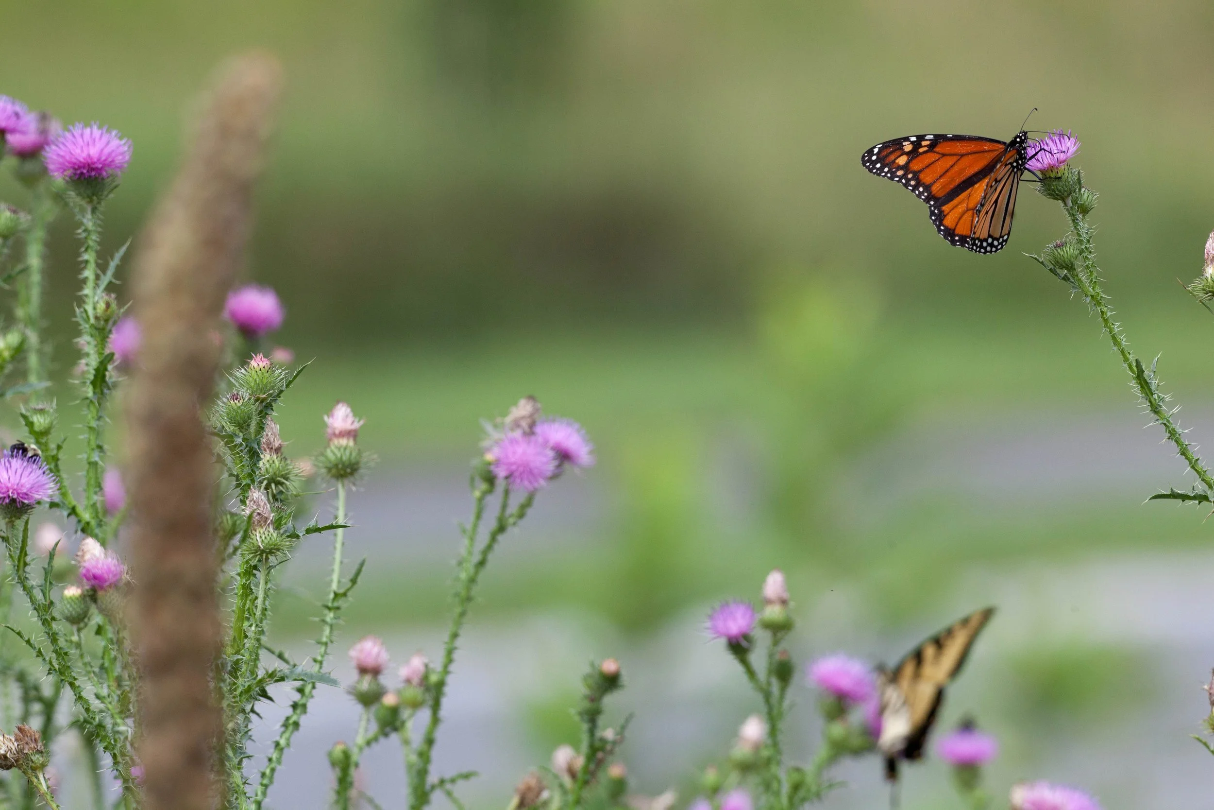 All Things Great and Small: Lessons from the Monarch
