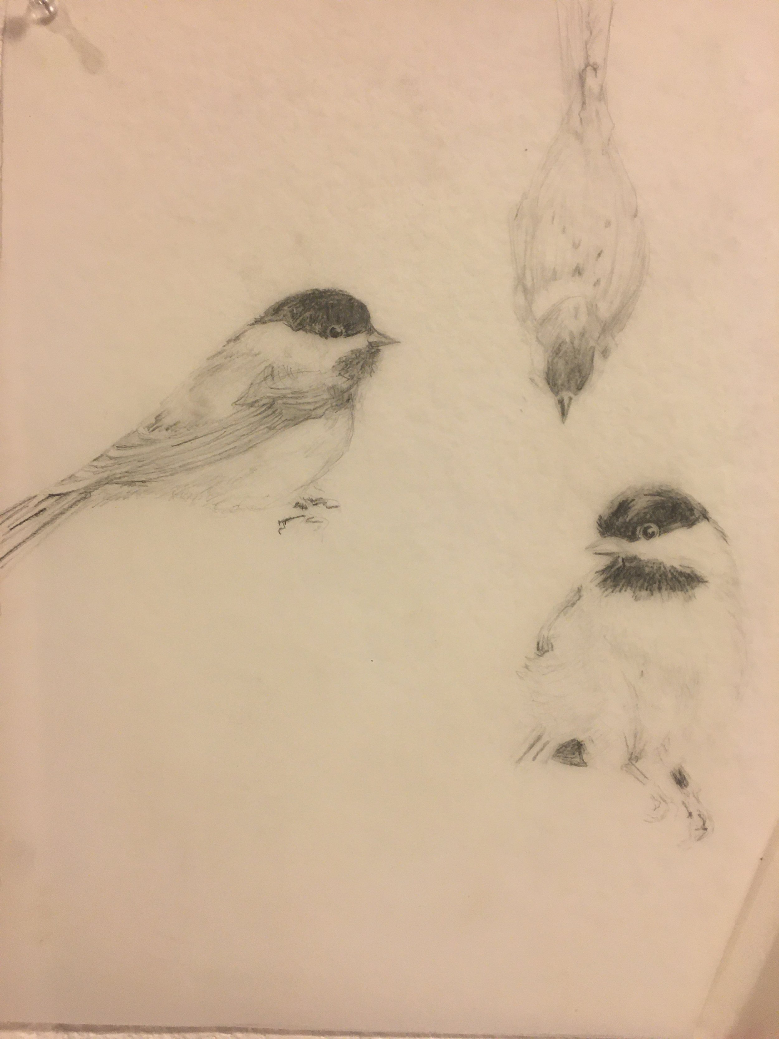 Detail - The birds