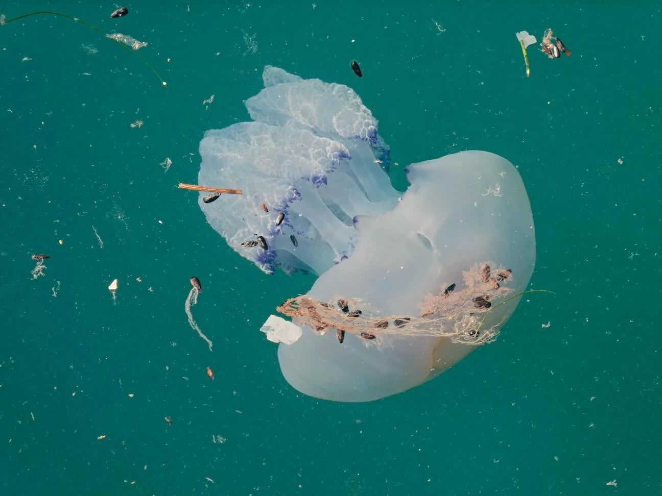 A jellyfish in the ocean surrounded by microplastic waste
