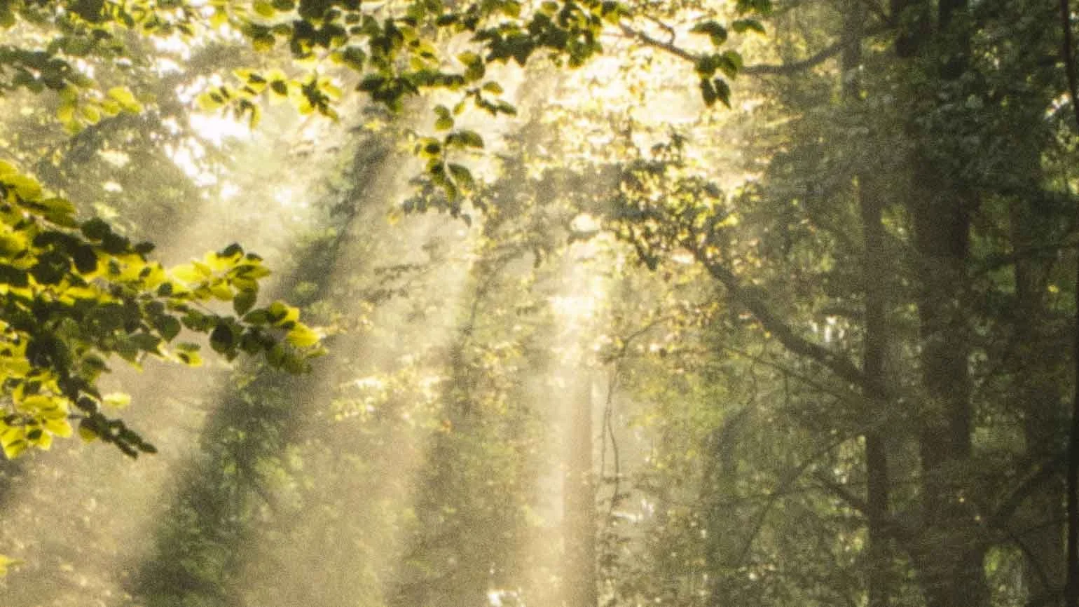 Life more abundantly: How would they tell of their experiences?