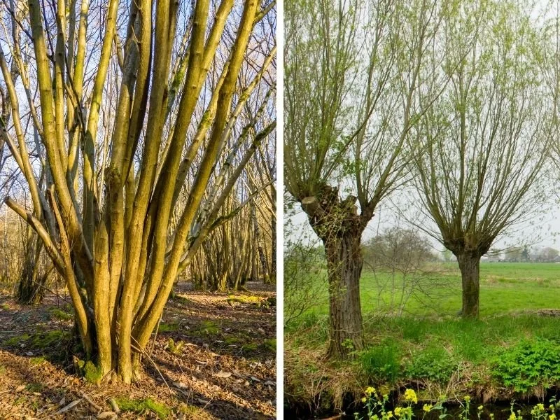 Growing Your Own Firewood: A polyculture lens with animals, annuals and trees