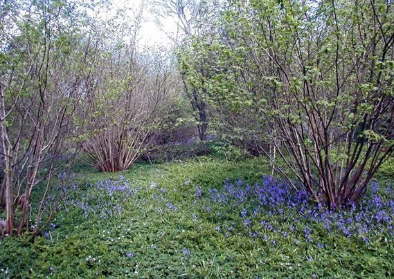 A lush green garden with several blooming trees and purple flowers on the ground.
