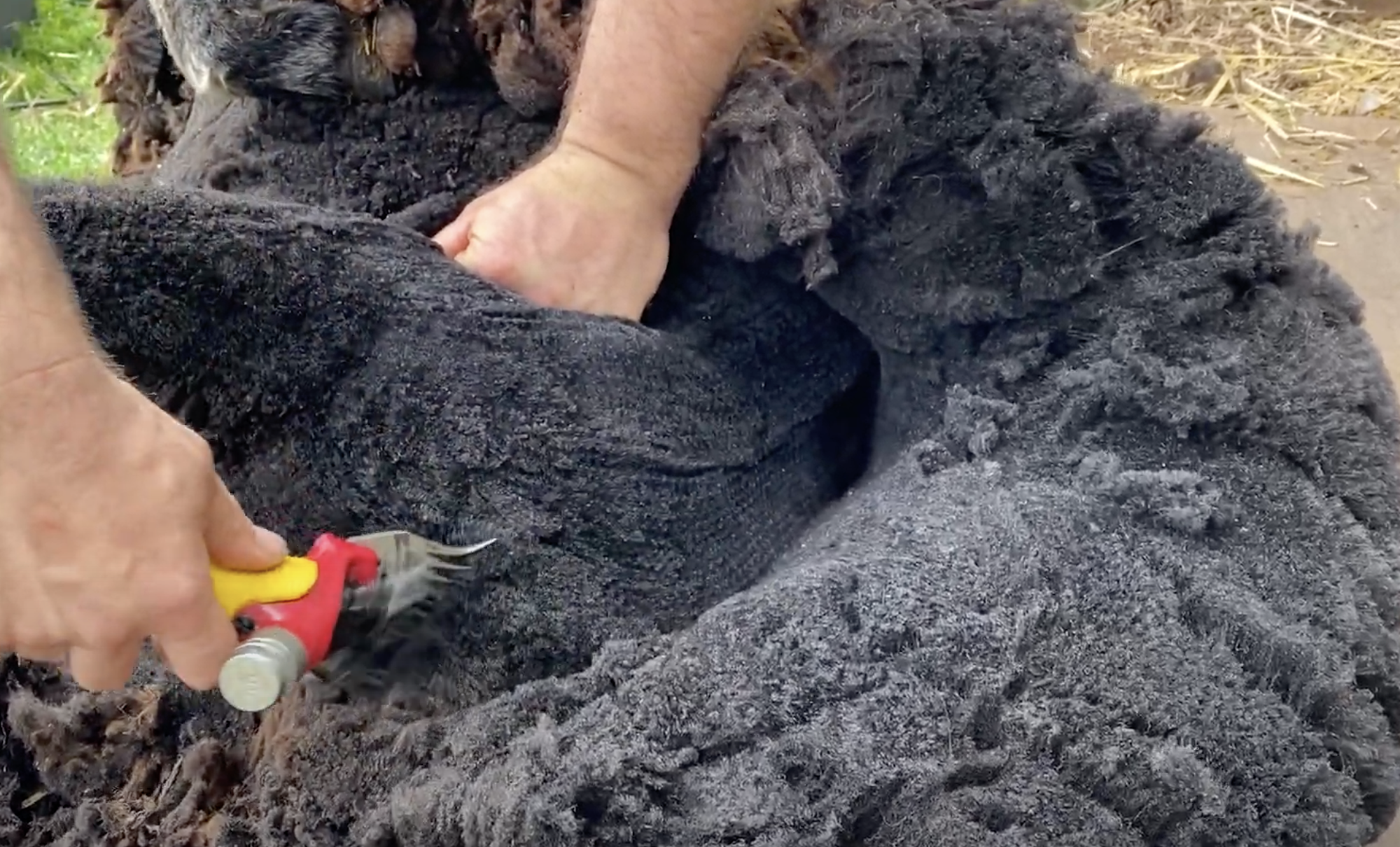 A person shearing a black sheep using electric clippers outdoors, with the sheep lying on the ground and the person holding its fleece.