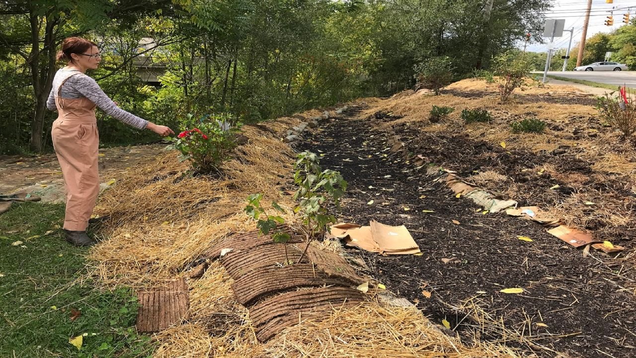Person gardening next to a mulched path with straw and young plants.