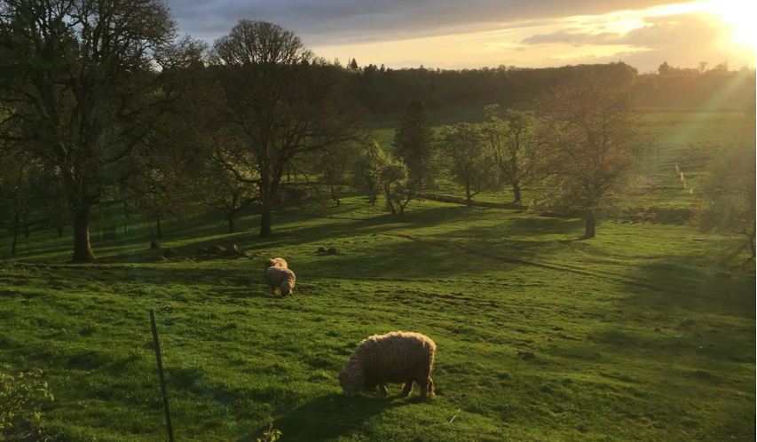 Sheep grazing on a lush green hillside at sunset, with trees in the background and a partly cloudy sky.