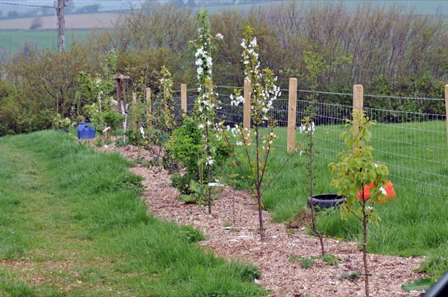 Line of young fruit trees with spring blossoms next to a wire fence, surrounded by grass and mulch, rural setting in the background.