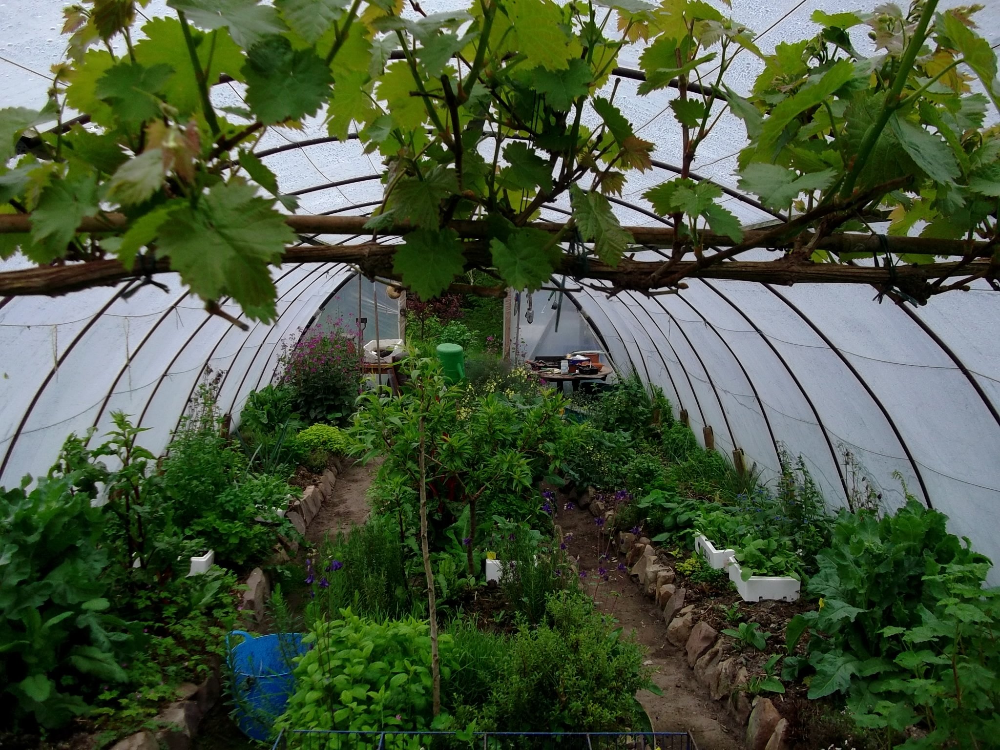Interior of a greenhouse with various green plants and leafy vines overhead, brick-lined pathways, and a plastic-covered structure.