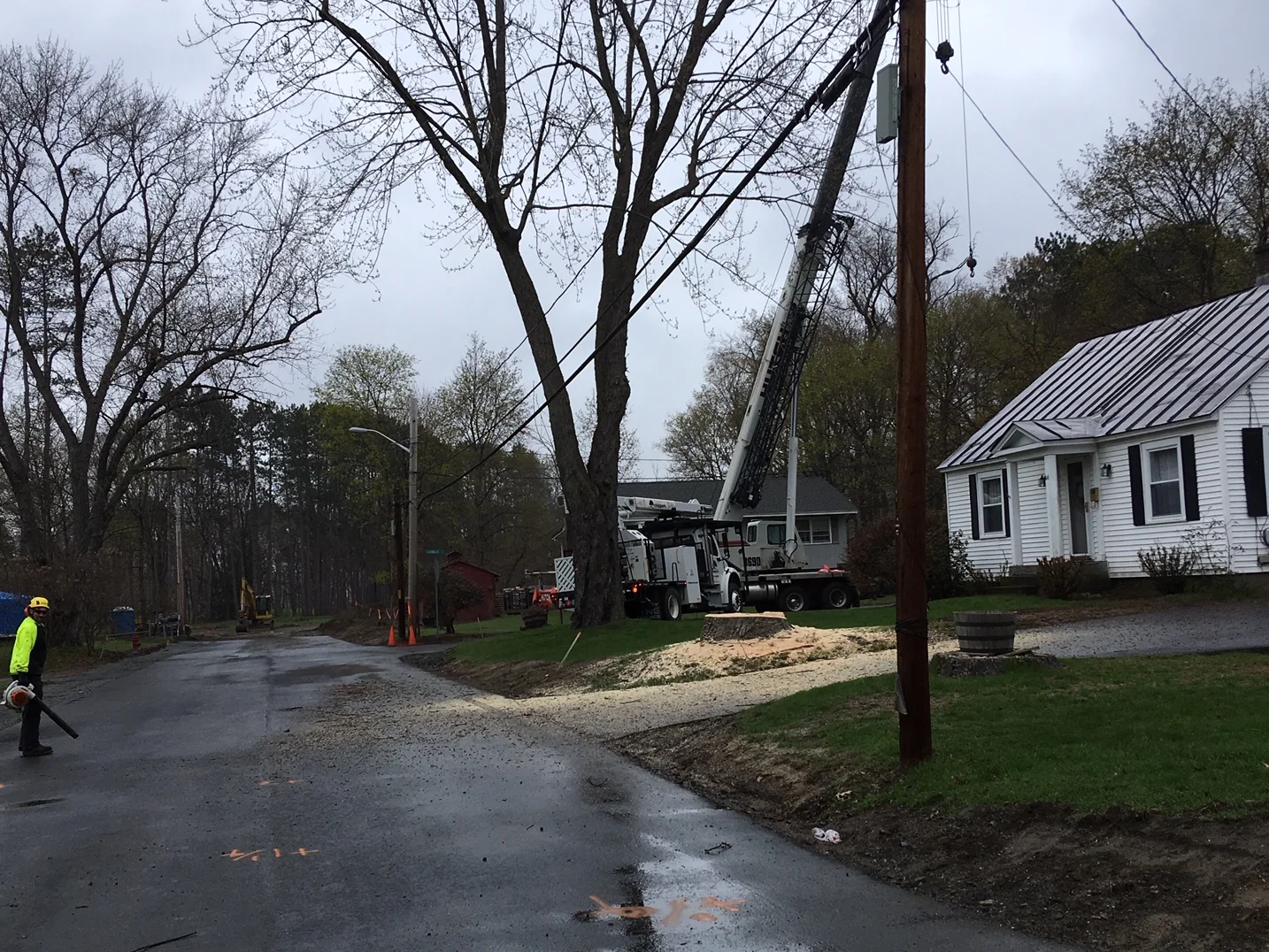 Crafts Avenue Tree Work