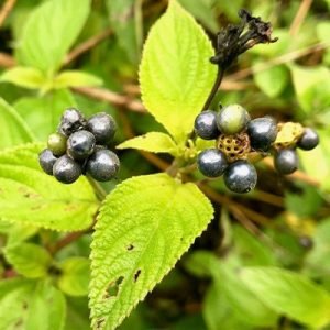 lantana-berries-300x300.jpg