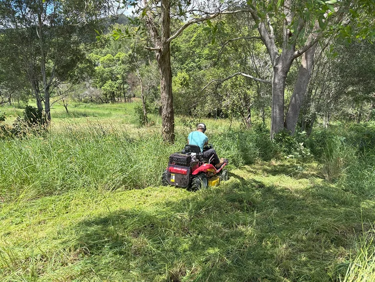 Razorback clearing tall vegetation among trees
