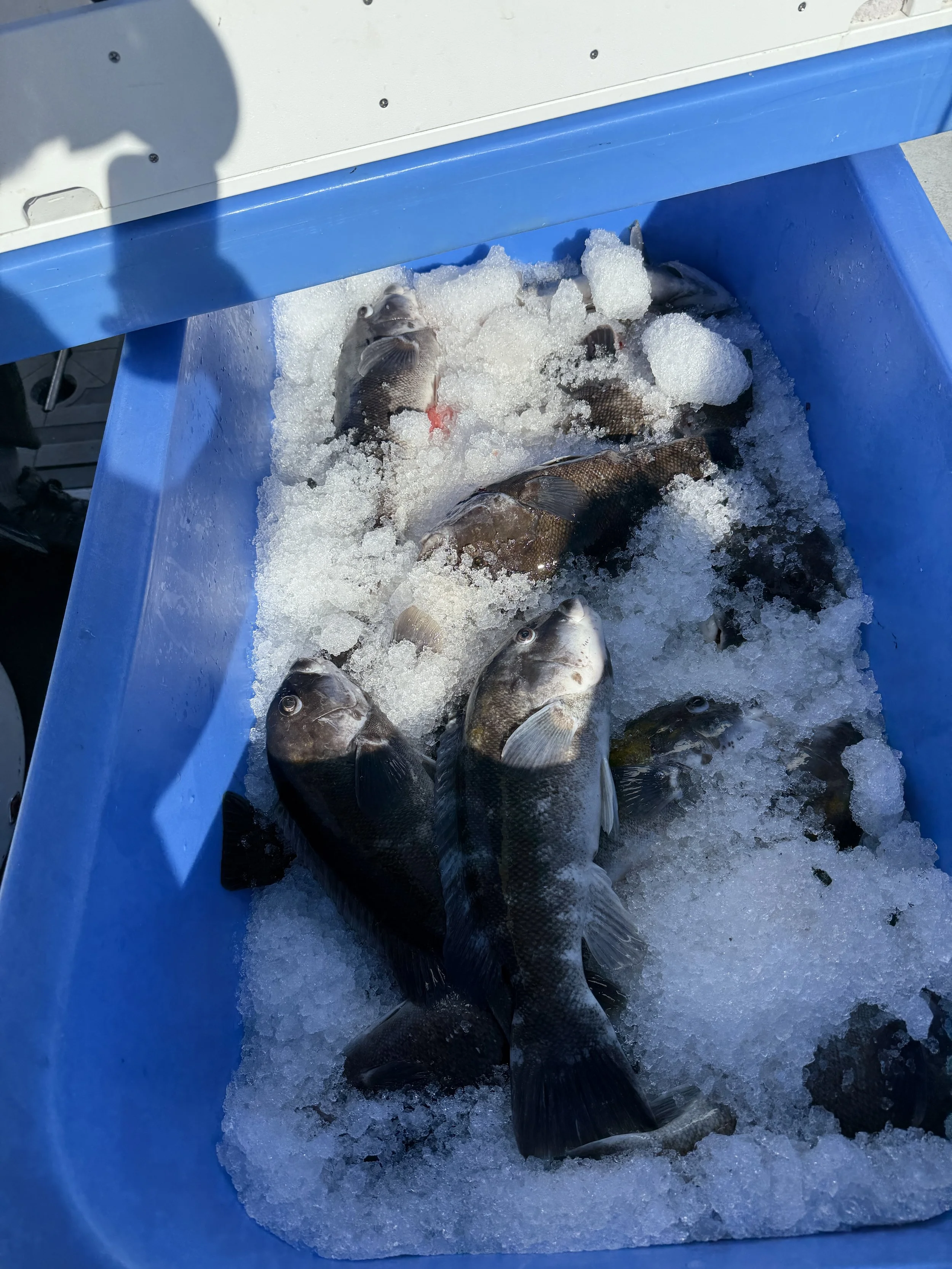 Best Time to Fish in Rhode Island: Complete Month-by-Month Fishing Calendar (2026 Guide)