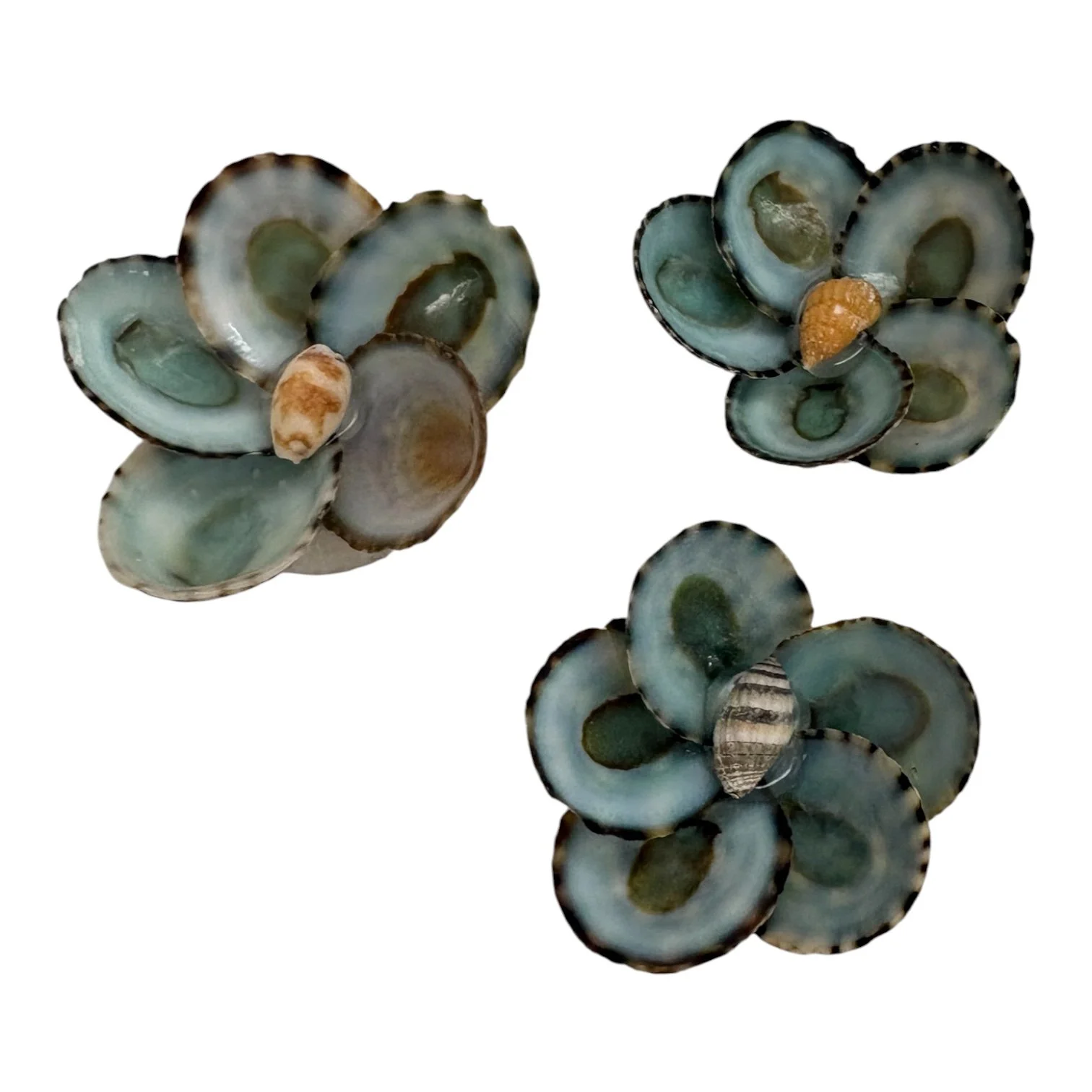 reen Limpet Shell Flowers – Group 5  Size: Approximately 1”–1.5”