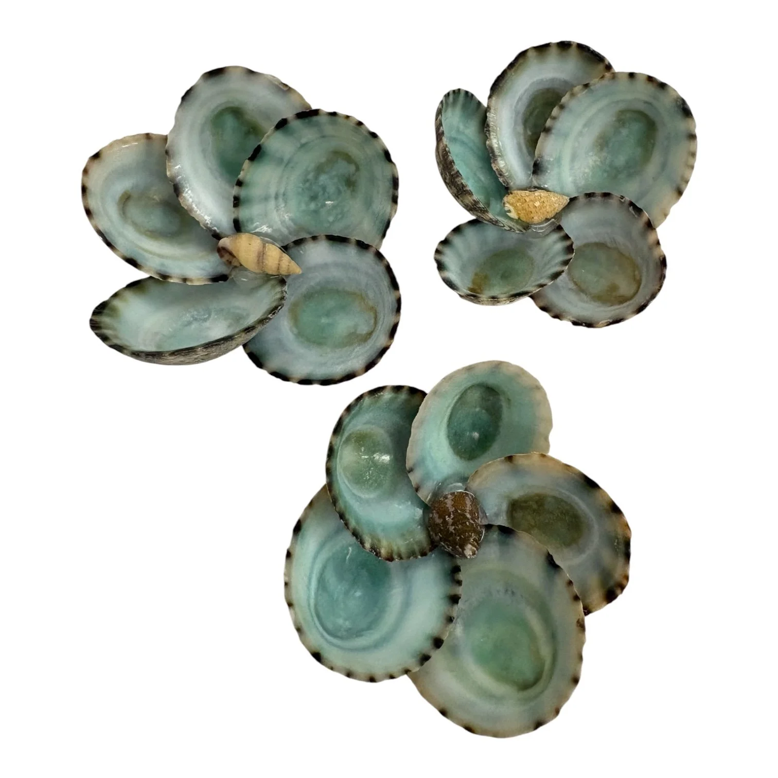 Group 1 Green Limpet Shell Flowers – 1.5”–2”