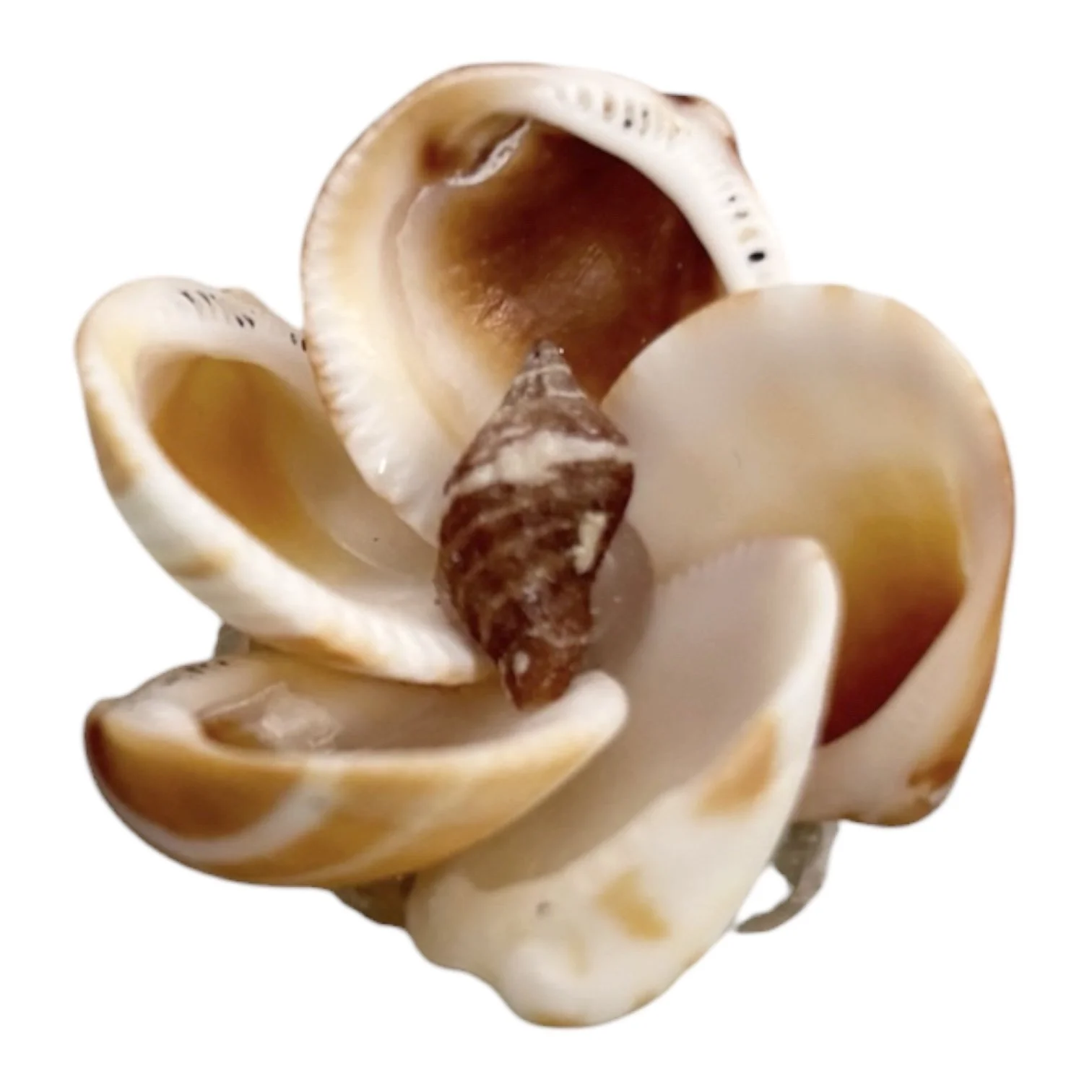 Sunburst Shell Flower – 1