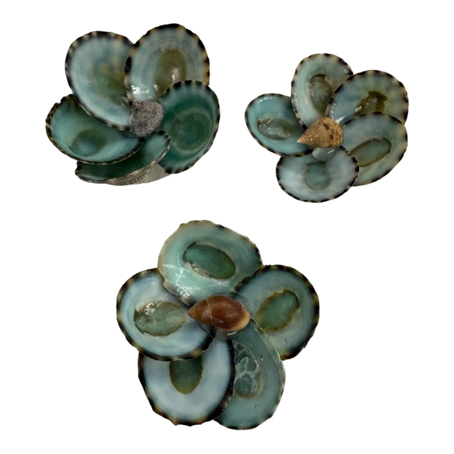 Green Limpet Shell Flowers – Group 4  Size: Approximately 1”–1.5”