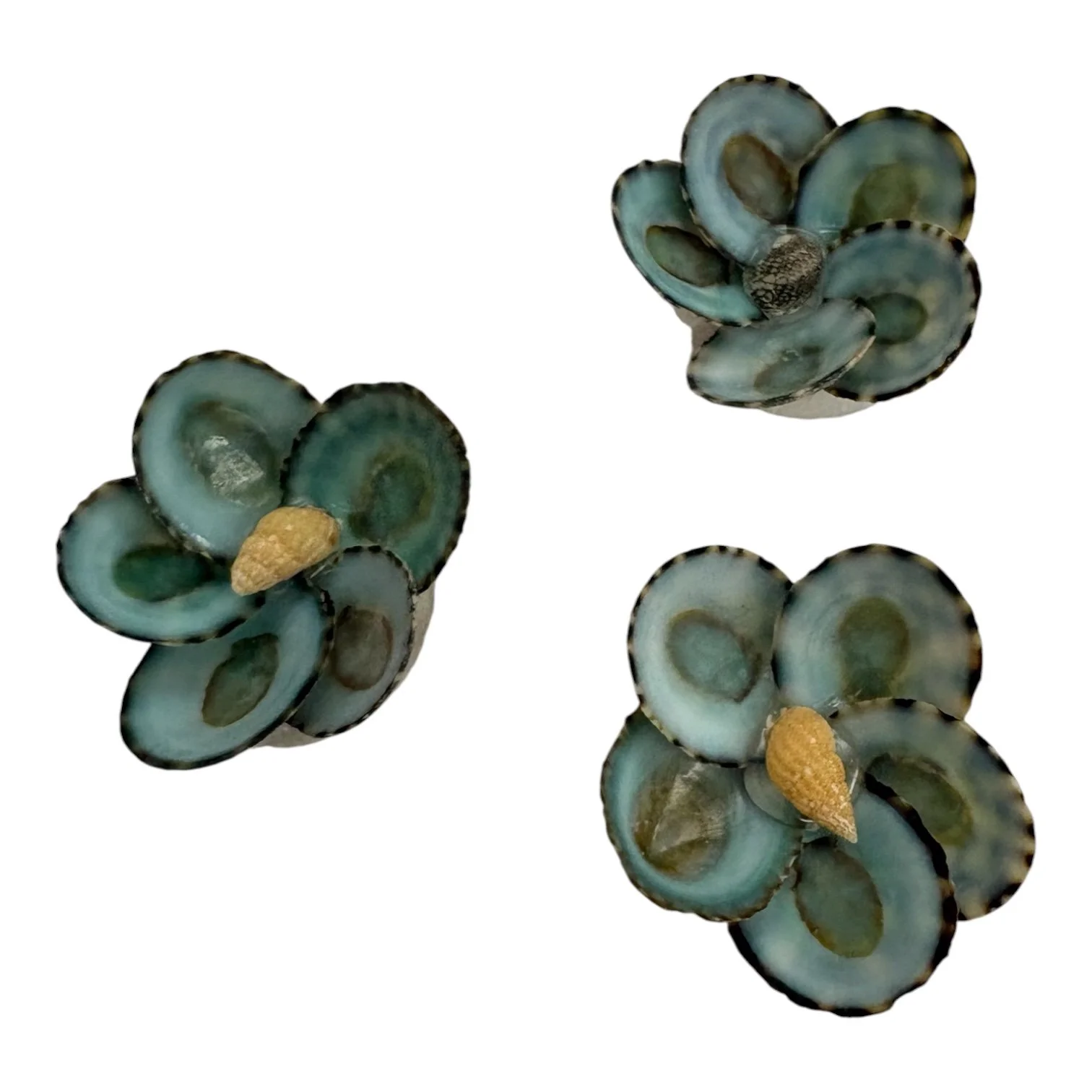 Green Limpet Shell Flowers – Group 6  Size: Approximately 1”–1.5”