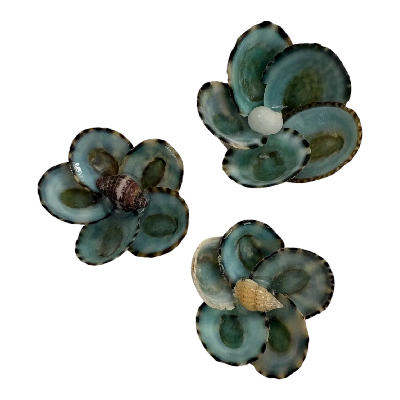 Green Limpet Shell Flowers – Group 3
