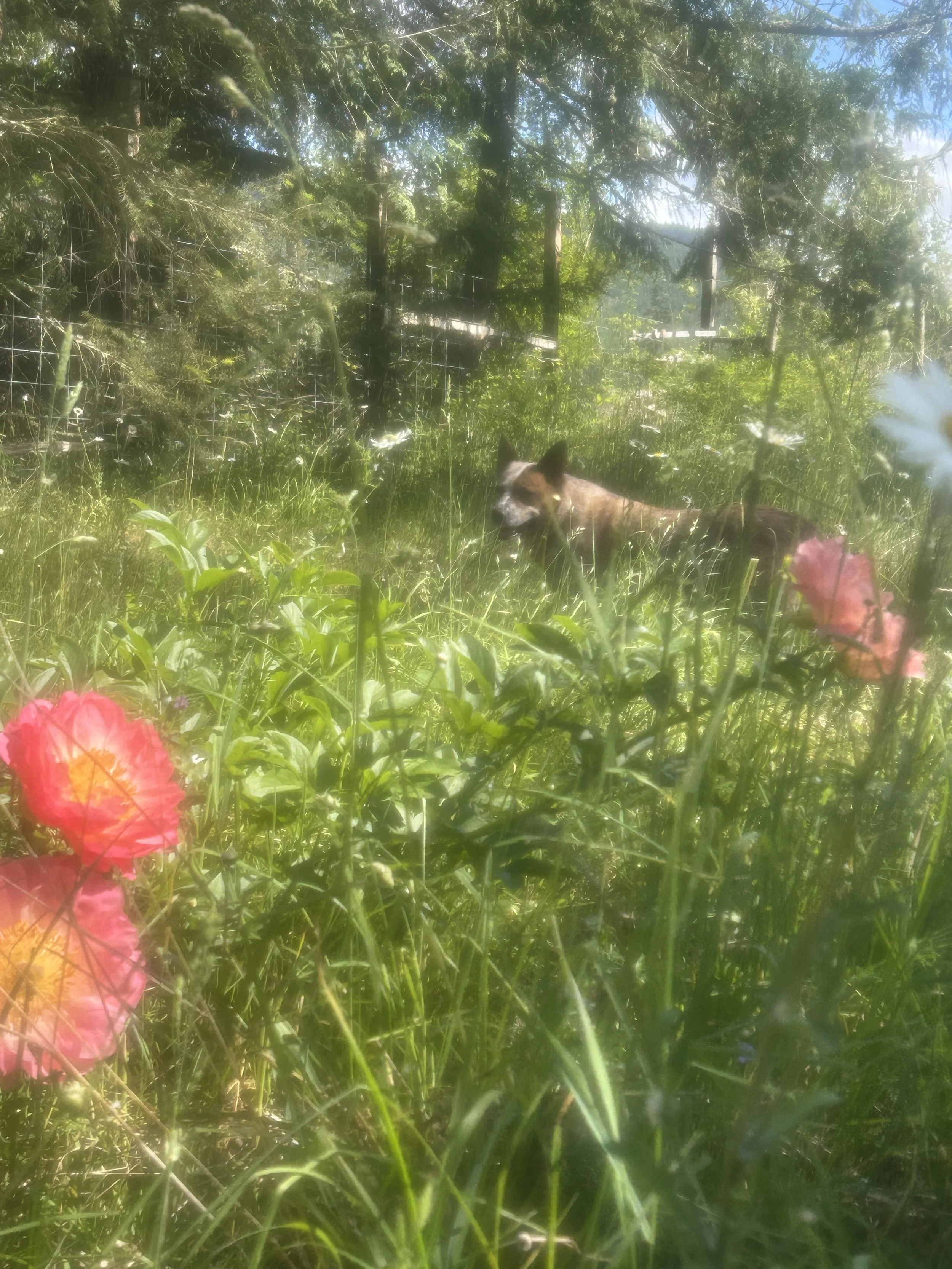 IMG_9875.jpeg
