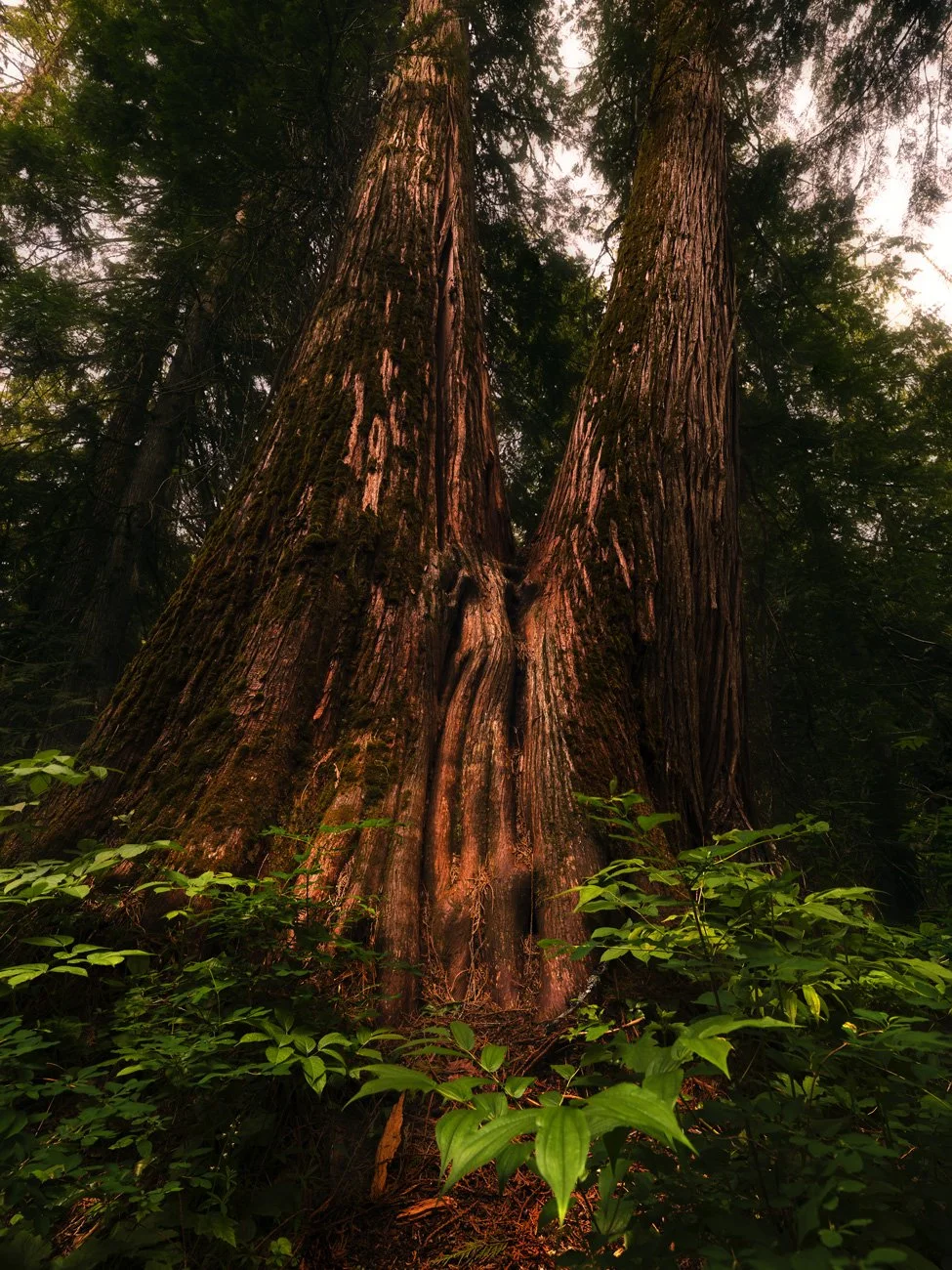Twin Cedars (Click for Full View)
