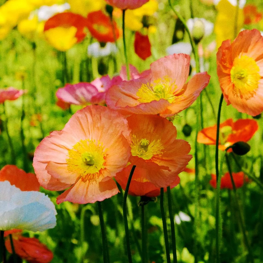 Untitled design - 5_Afterlight.JPG