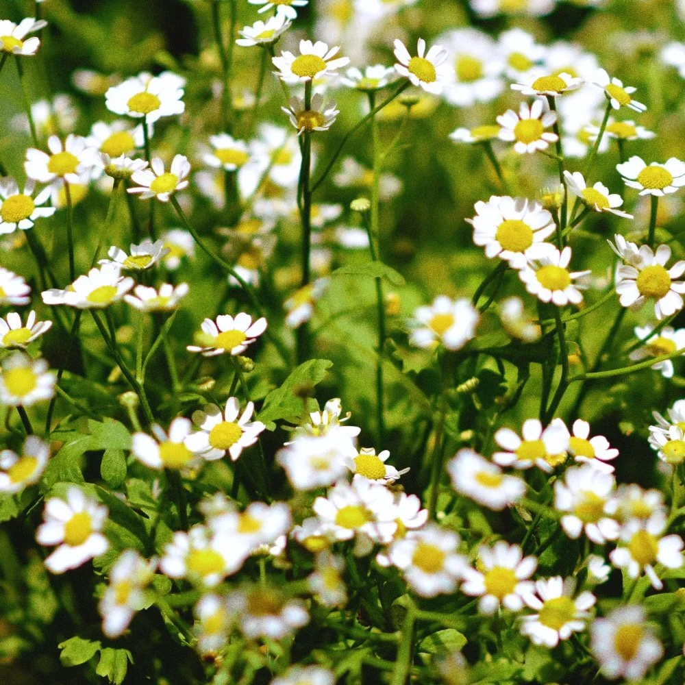 Untitled design - 3_Afterlight.JPG