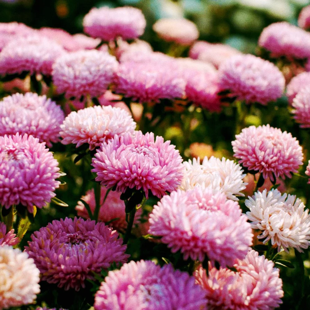 Untitled design - 7_Afterlight.JPG