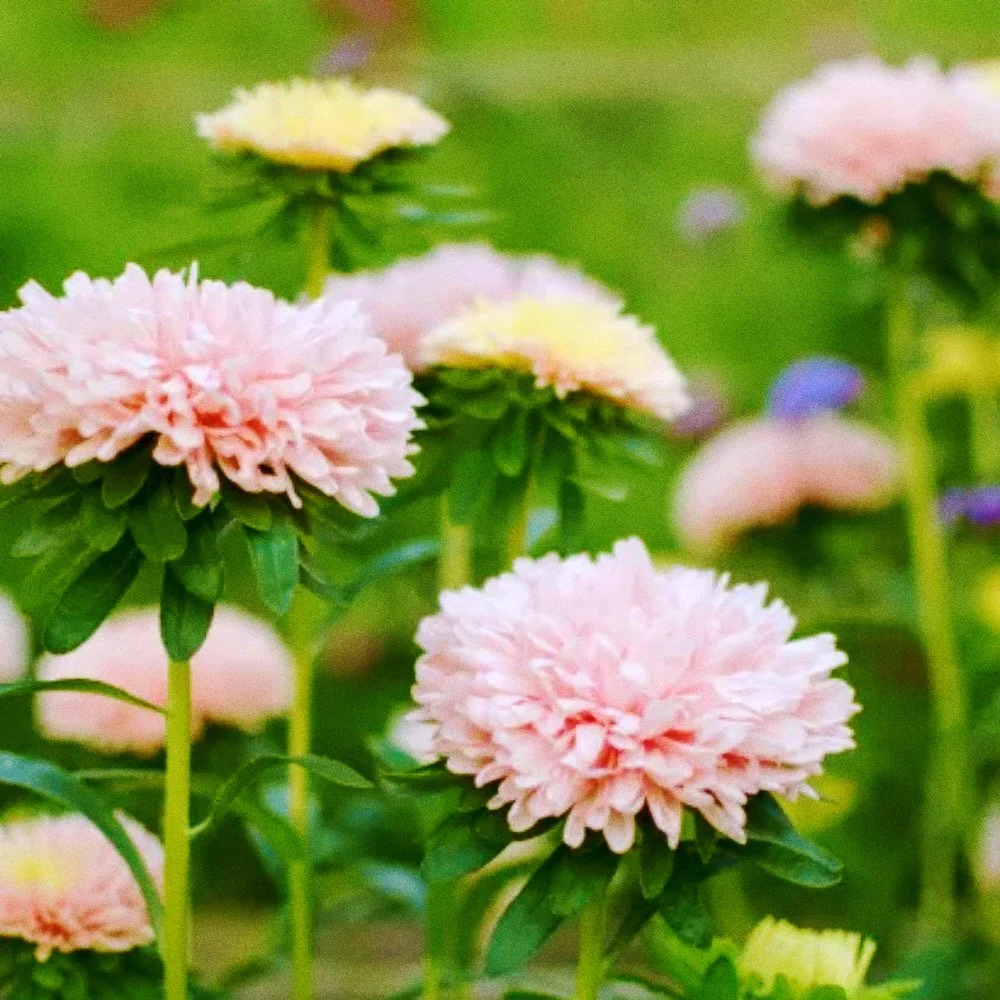 Untitled design - 12_Afterlight.JPG