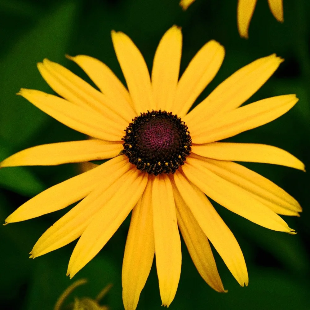 Untitled design - 1_Afterlight.JPG