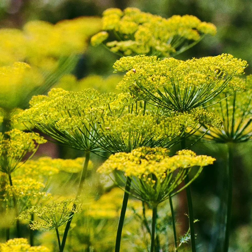 Untitled design - 11_Afterlight.JPG