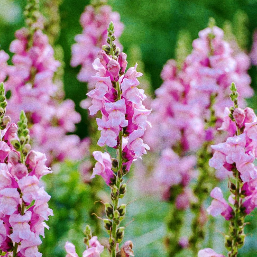 Untitled design - 17_Afterlight.JPG