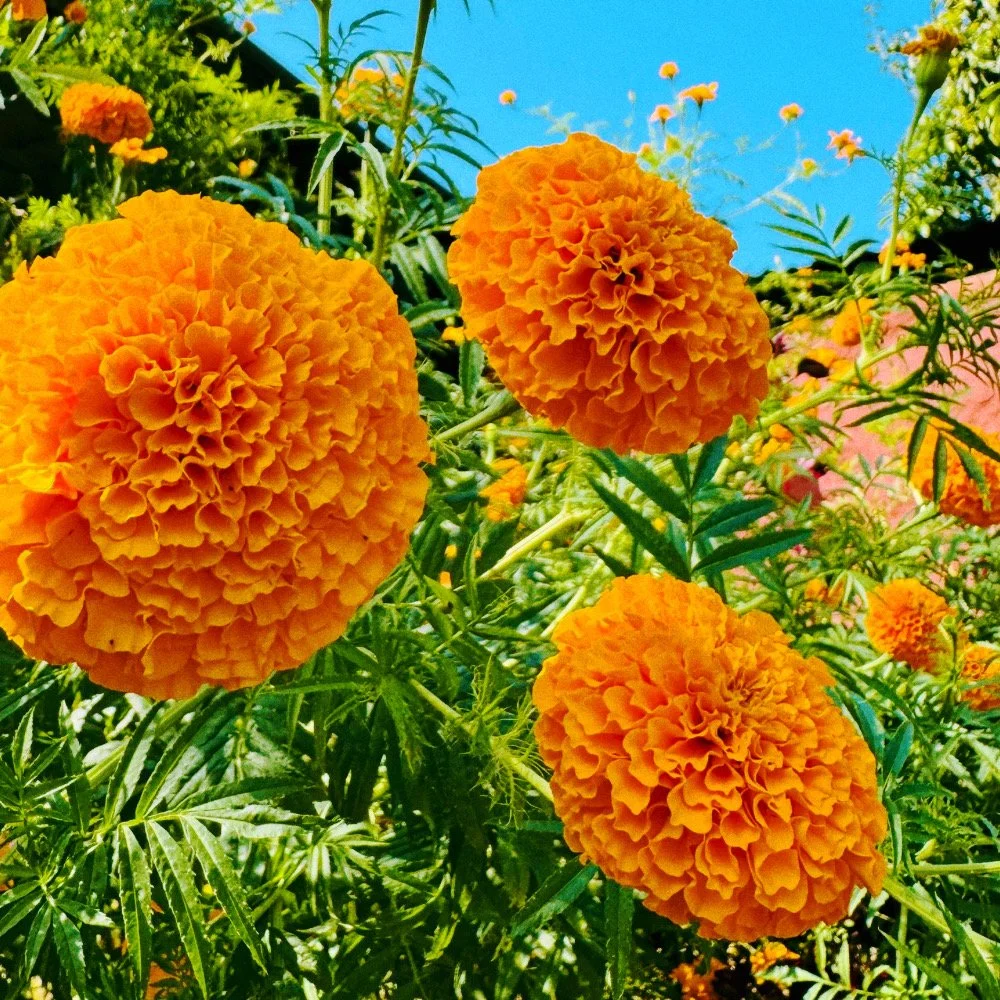 Untitled design - 10_Afterlight.JPG