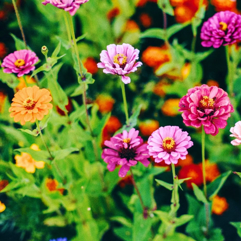 Untitled design - 9_Afterlight.JPG