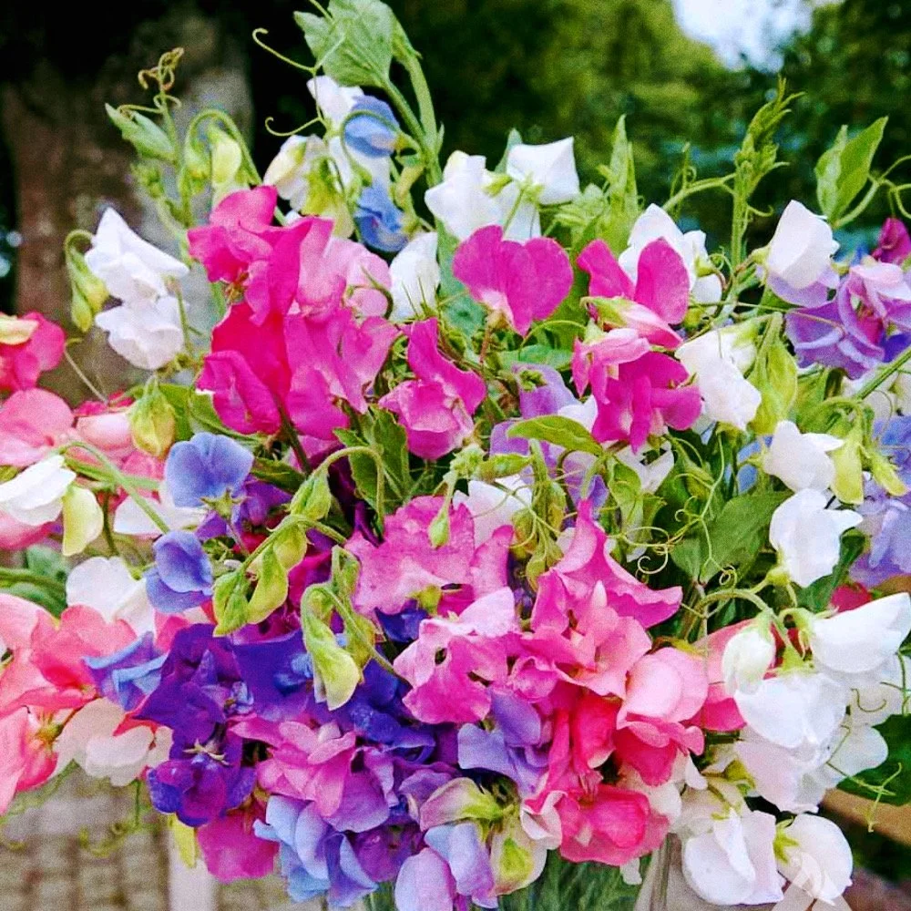 Untitled design - 15_Afterlight.JPG