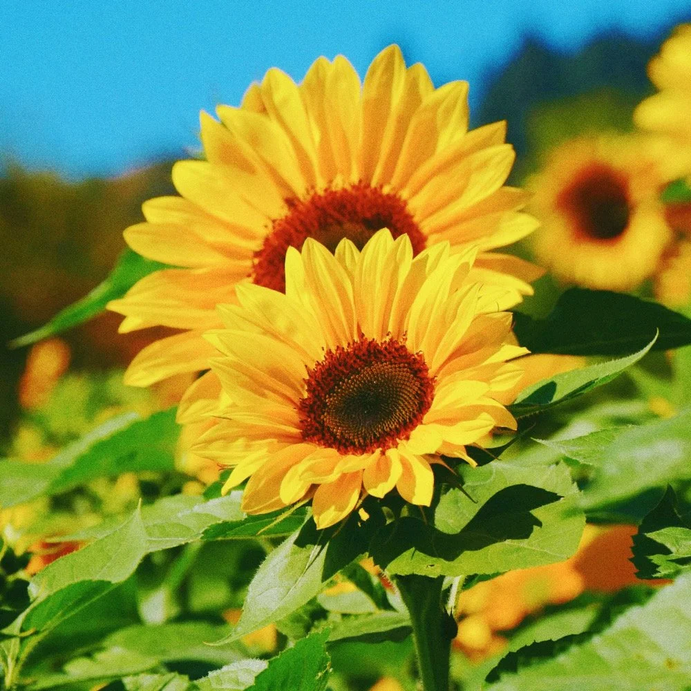 Untitled design - 8_Afterlight.JPG