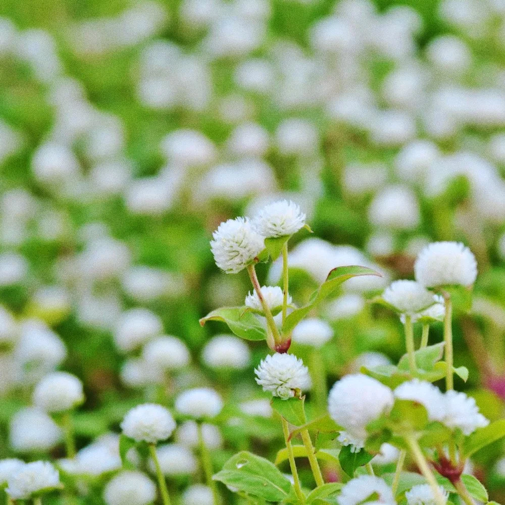 Untitled design - 14_Afterlight.JPG