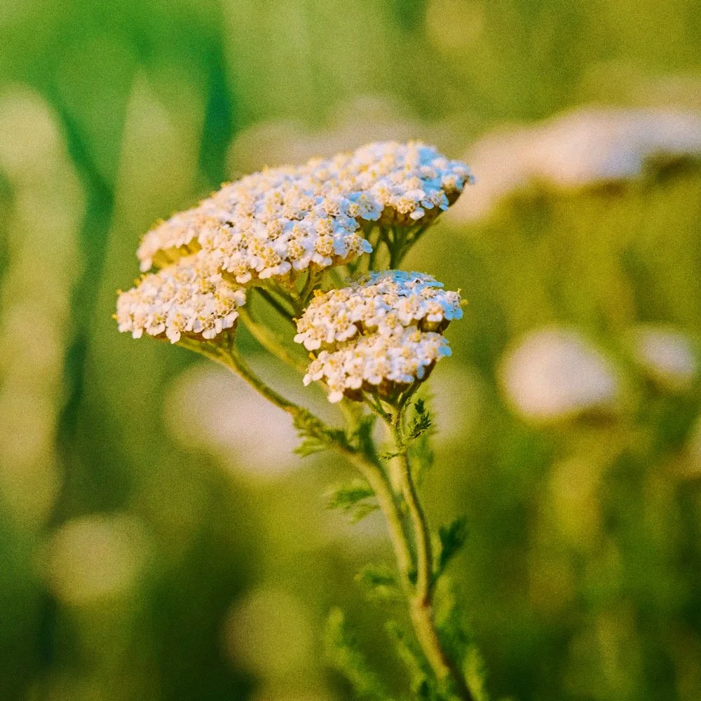 Untitled design - 2_Afterlight.JPG