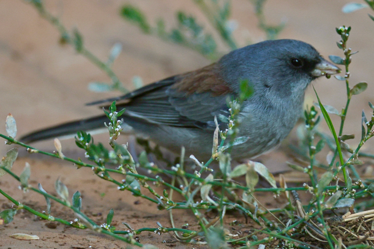 Black-Eyed Junco
