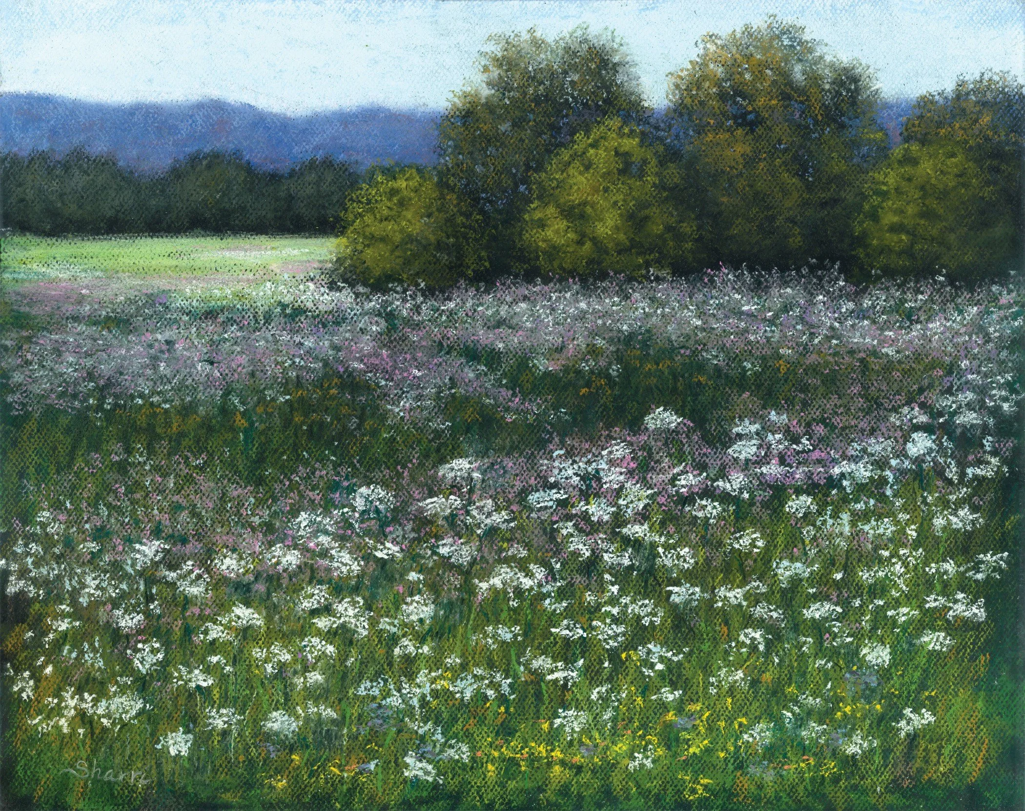 Field of Wildflowers