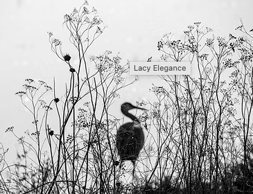 Lacy Elegance by Kathy Triolo